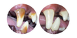 Load image into Gallery viewer, Toothy Dog Ball Treat Toy
