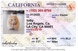 Load image into Gallery viewer, The Dog ID